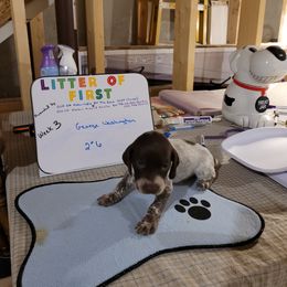 German Shorthaired Pointer Puppies from Donna Gambill