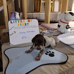 German Shorthaired Pointer Puppies from Donna Gambill