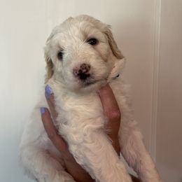 Purple Collar - White female Pyredoodle puppy in Sand Springs, Oklahoma from Kiki’s Farm