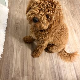 Cavapoo Puppies from Ginger Doodle Babies