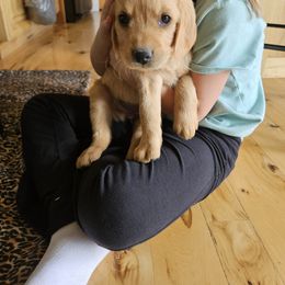 Golden Retriever Puppies from SK Golden Retrievers