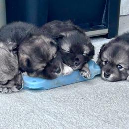 Finnish Lapphund Puppies from Sue Kidder/Lighthouse Lapphunds southern Branch