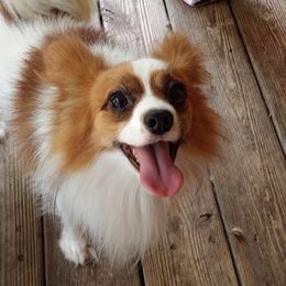 Papillon All Grown Up from Winddancers Papillons