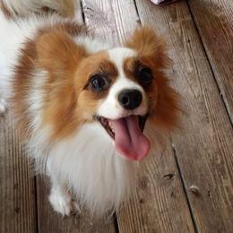 Papillon All Grown Up from Winddancers Papillons