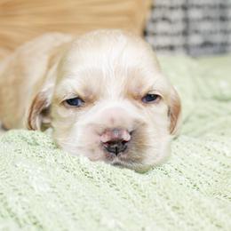 Nash - Buff male Cocker Spaniel puppy in Rattan, Oklahoma from Double M Cocker Spaniels