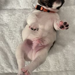 French Bulldog Puppies from Puget Sound Frenchies