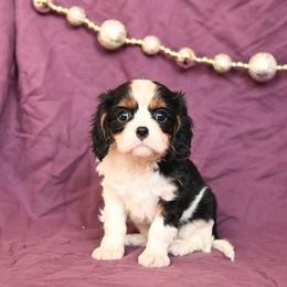 Cassidee - Blenheim female Cavalier King Charles Spaniel puppy in San Jose, California from Alpine Meadows Cavaliers
