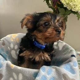 Flynn - Black and tan male Yorkshire Terrier puppy in Guntersville, Alabama from Lisa’s Little Yorkies