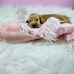 Dachshund Puppies from Treasure Dachshunds