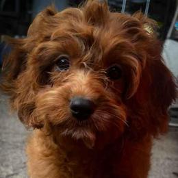 Mr Light Blue - Red male Cavapoo puppy in Maple Grove, Minnesota from Honey Bit Kennels