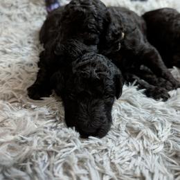 Rhiannon - Black female Poodle puppy in Vail, Arizona from Semper Poodelis