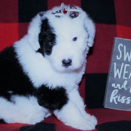 Old English Sheepdogs from Kirby's Sheepies