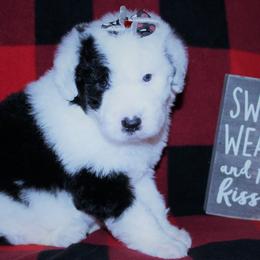 Old English Sheepdogs from Kirby's Sheepies