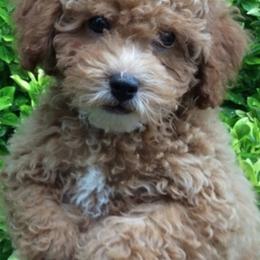 Havanese, Miniature Schnauzer, Poodle, Schnoodle, and Shihpoo Puppies from Mashburns Little Munchkins