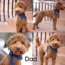Goldendoodle Puppies from Dean Doodles