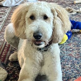 Goldendoodles from Scout-A-Doodle Doo