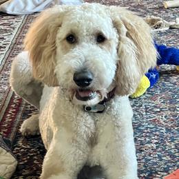 Goldendoodles from Scout-A-Doodle Doo