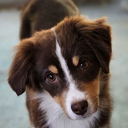 American Hairless Terriers and Miniature American Shepherds from Mapleleaf MAS & AHT