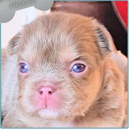 Boy 1 - Daydreamer - Cream male French Bulldog puppy in Elberton, Georgia from Ioney's Southern Paws Shelties, Frenchies, and Yorkies