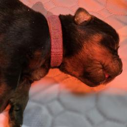 Miss Purple Collar - Black and mahogany female Rottweiler puppy in Clarksburg, West Virginia from Vom Peiffley Rottweilers, LLC