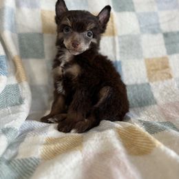 Symphony - Chocolate female Chinese Crested puppy in Aberdeen, Idaho from Willow Creek Cresteds