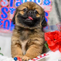 Pekingese, Poodle, and Shih Tzu Puppies from Happy puppies