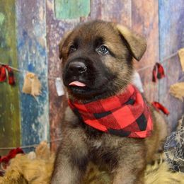 German Shepherd Puppies from Validus Pastoris Kennels
