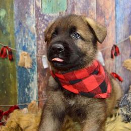 German Shepherd Puppies from Validus Pastoris Kennels