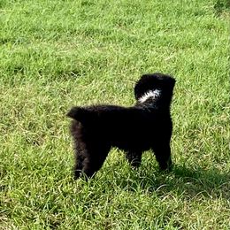 Hood - Black & white male Miniature Australian Shepherd puppy in Gatesville, Texas from Southern Promise Aussie’s