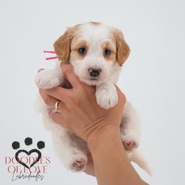 Miss Pink - Parti female Labradoodle puppy in Travelers Rest, South Carolina from Doodles of Love Labradoodles