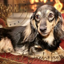 Guinevere  - Dachshund