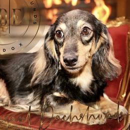 Guinevere  - Dachshund