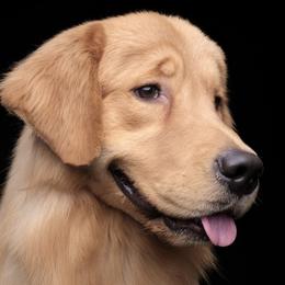 Benny - Golden Retriever