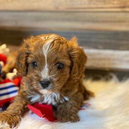 Cavapoo and Coton de Tulear Puppies from Big Gulch Puppies