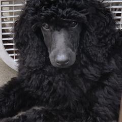 Poodle Puppies from Evermore Standard Poodles
