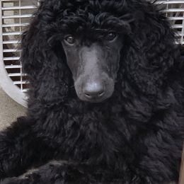 Poodle Puppies from Evermore Standard Poodles