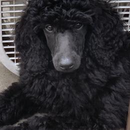 Poodle Puppies from Evermore Standard Poodles