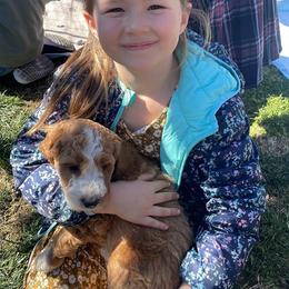 Double Doodle and Goldendoodle Puppies from GoldendoodlePaw