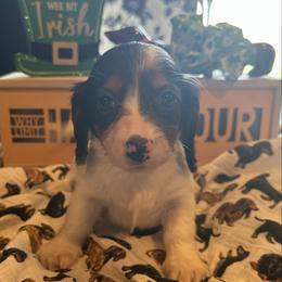 Star - Black and tan female Dachshund puppy in Hudson, Michigan from Mittentail Kennel Miniature Dachshunds & Australian Shepherds