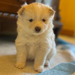 Pomsky Puppies from Ponderosa Pomskies