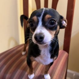 Kay - Chihuahua