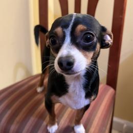Kay - Chihuahua