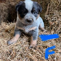 Girl 1 - Blue female Australian Cattle Dog puppy in Apollo, Pennsylvania from Circle V Ranch Cattle Dogs