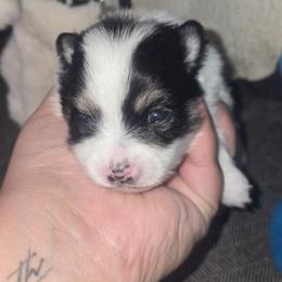 Female 2 - Tri-colored female Pomeranian puppy in Buckeye, Arizona from BL Poms Heaven