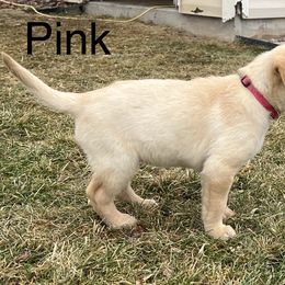 Labrador Retriever Puppies from Dutson Labs