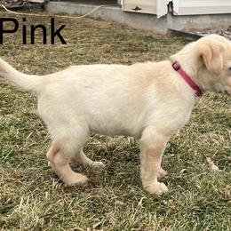 Labrador Retriever Puppies from Dutson Labs