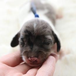 Blue - Dapple male Dachshund puppy in Peebles, Ohio from Cave Valley Hounds