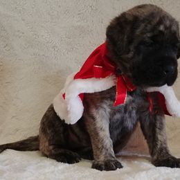 Mastiff and Neapolitan Mastiff Puppies from Sims English Mastiffs