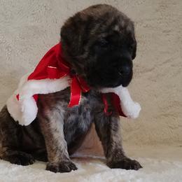 Mastiff and Neapolitan Mastiff Puppies from Sims English Mastiffs
