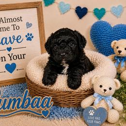Pumbaa - Black and white male Shihpoo puppy in Hertford, North Carolina from Heaven Sent Shihpoo's